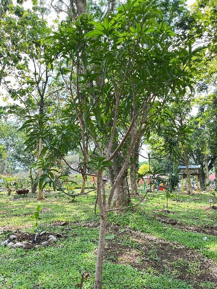 Mangga