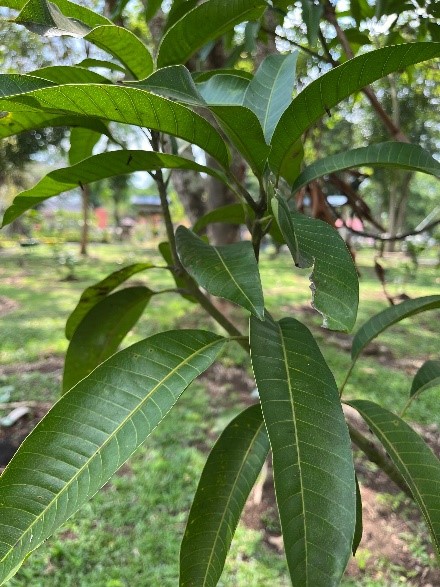Mangga