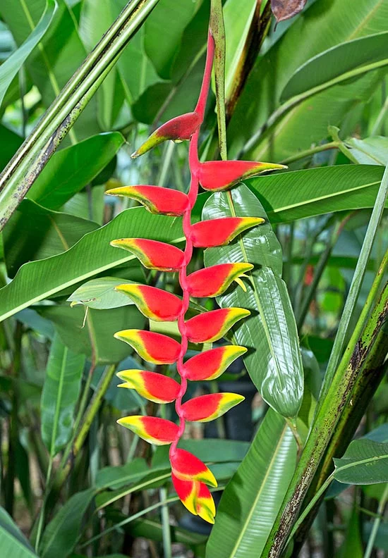 Pisang Bali