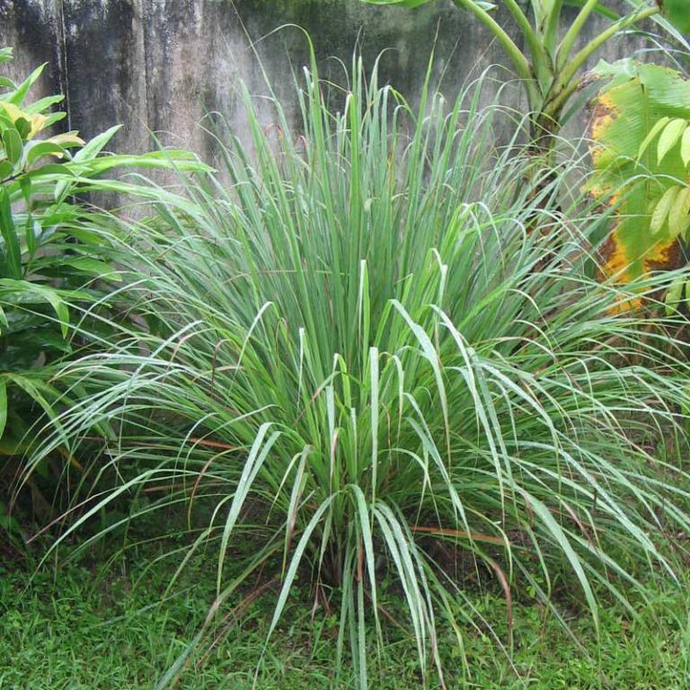Serai