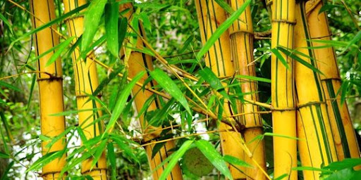Bambu Kuning