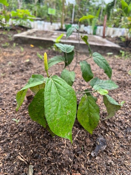 Cabe jawa