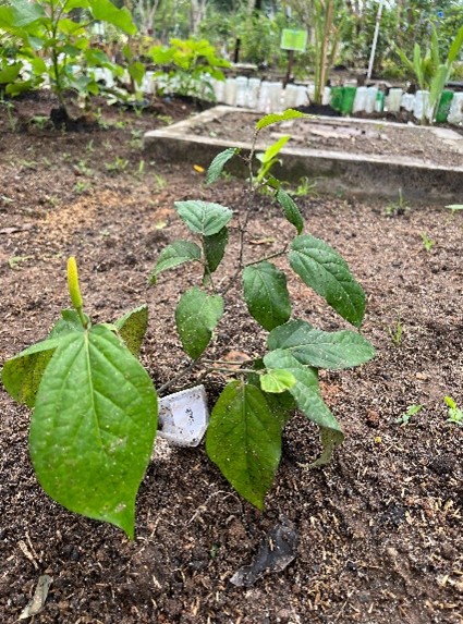 Cabe jawa