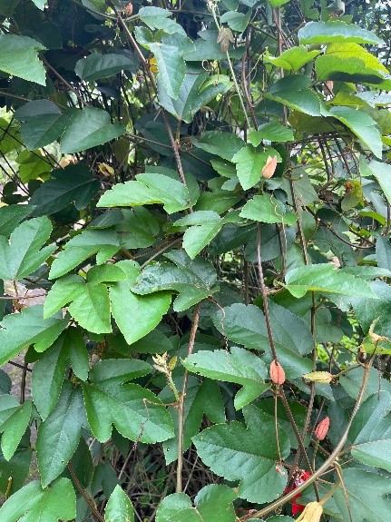Granadila Merah