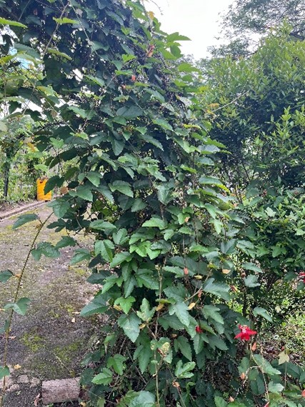 Granadila Merah