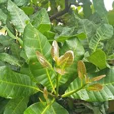 Jambu Mete