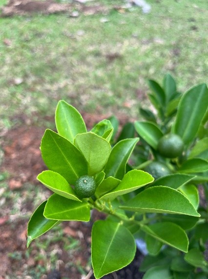 Jeruk kasturi