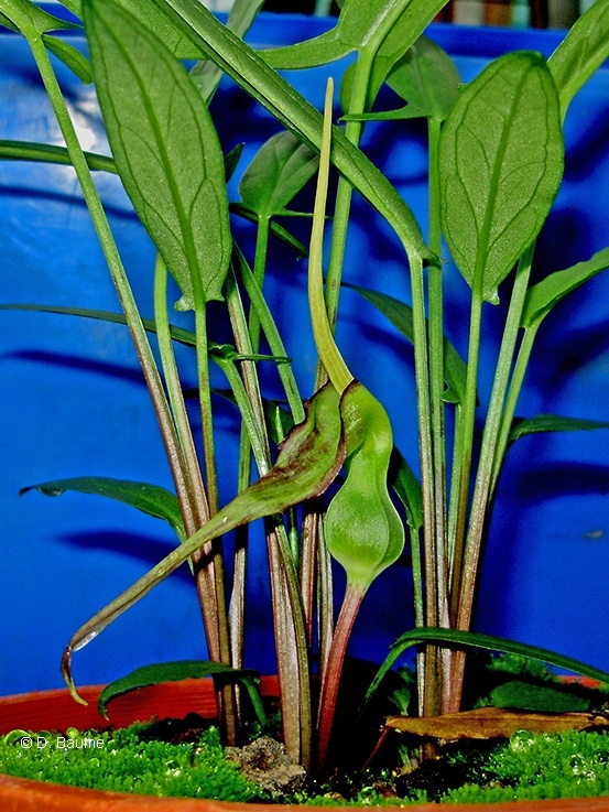 Keladi Tikus