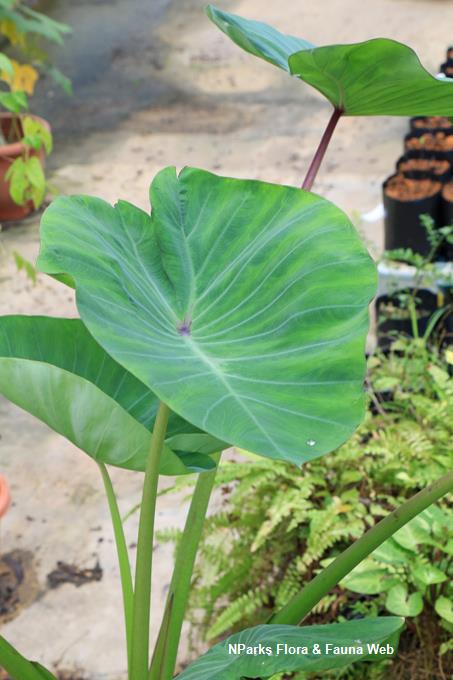 Keladi