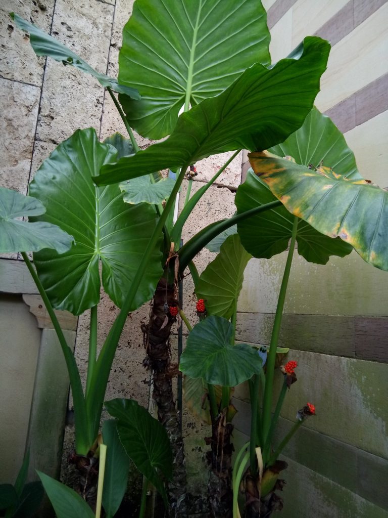 Keladi