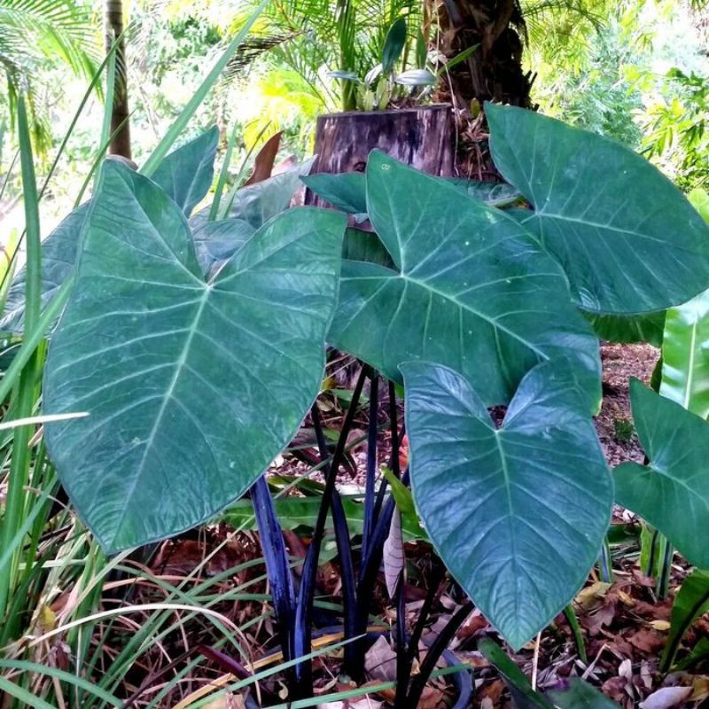 Keladi