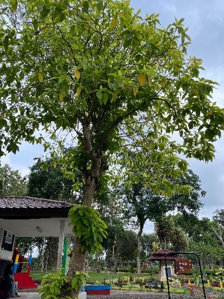 Kol banda