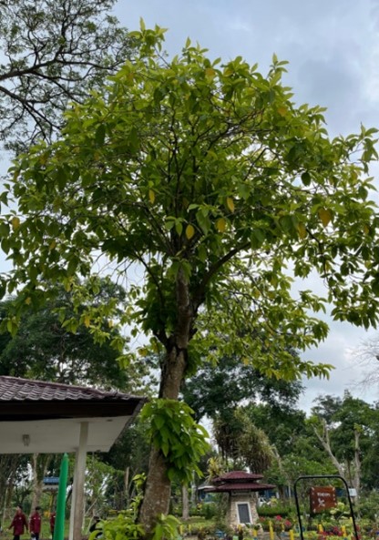 Kol banda