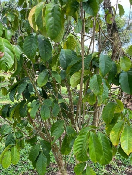 Matoa