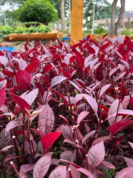 Mentega Merah