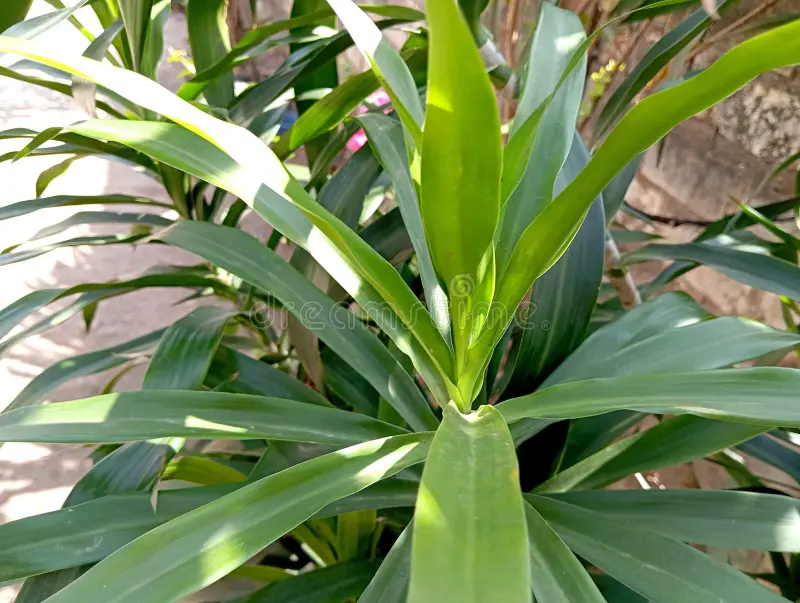 Pandan Suji