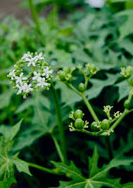 Pepaya Jepang