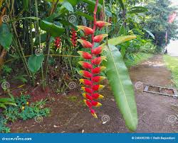 Pisang-pisangan lobster