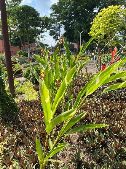 Pisang-pisangan
