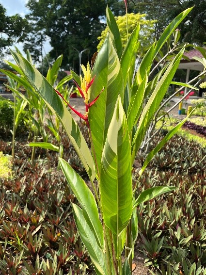 Pisang-pisangan