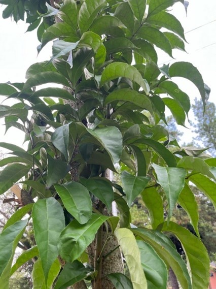 Tabebuya