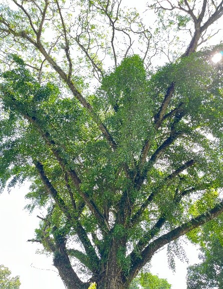 Trembesi