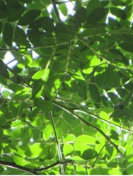 Trembesi