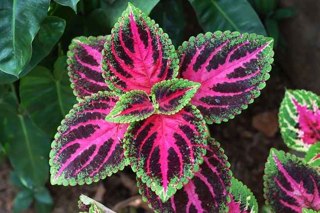 Coleus (Miana)