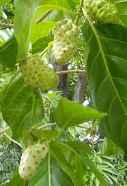 Mengkudu