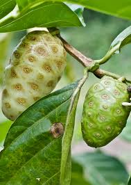 Mengkudu