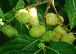 Mengkudu