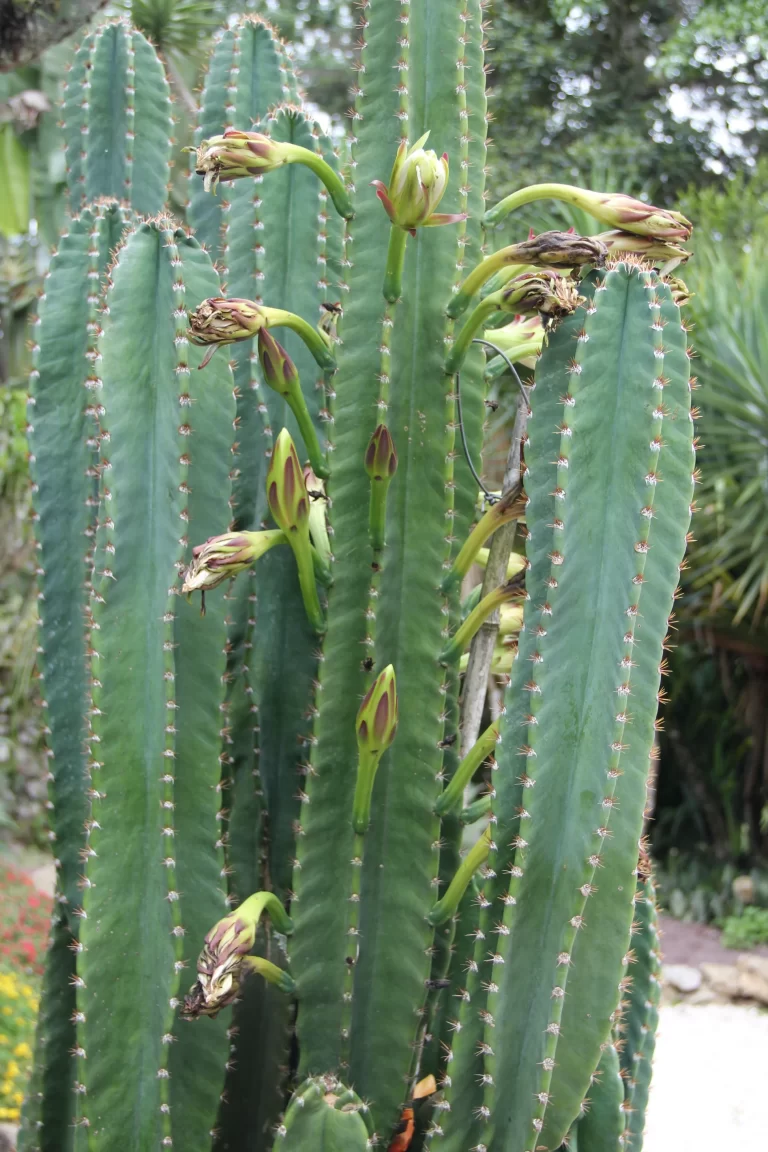 Kaktus Koboi