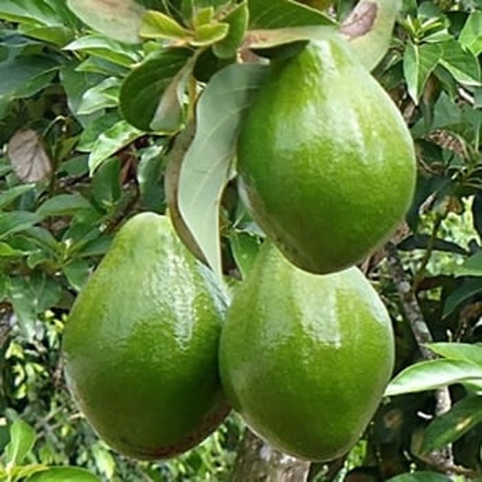 Alpukat Miki