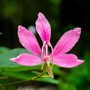 Bunga Kupu-Kupu