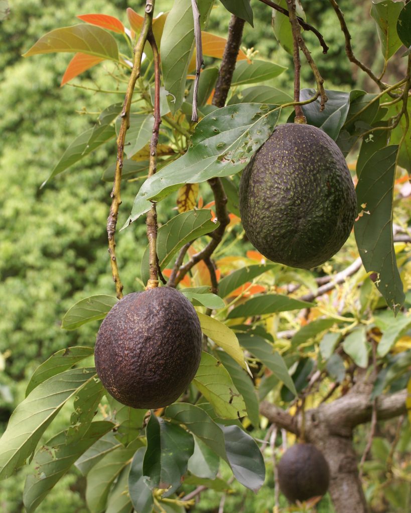 Alpukat Mentega