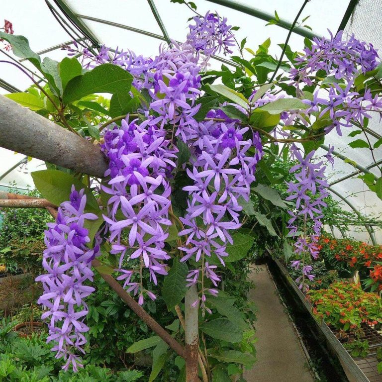 Petrea