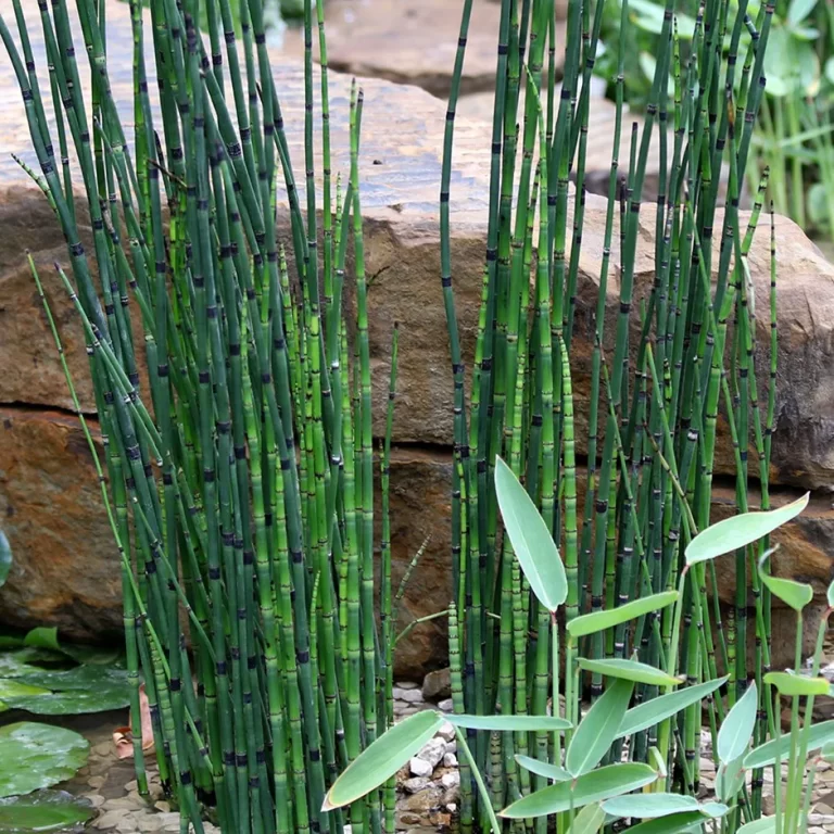 Rumput Bolong