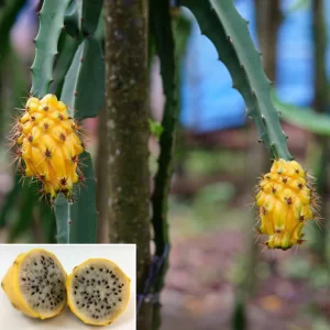 Buah Naga Kuning