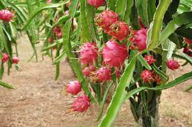 Buah Naga Merah