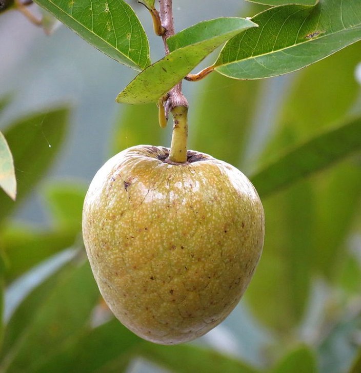Buah Nona