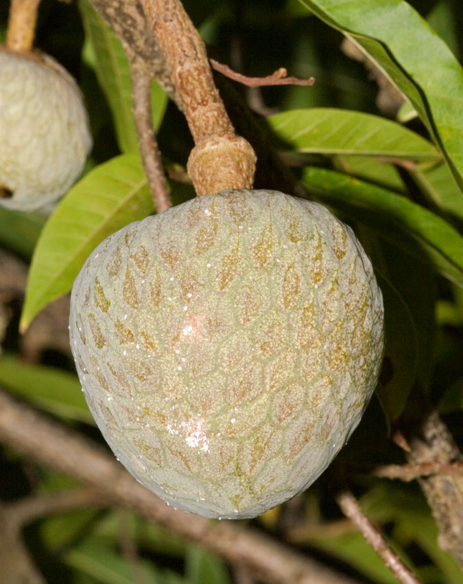 Buah Nona
