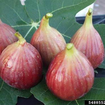 Buah Tin Merah