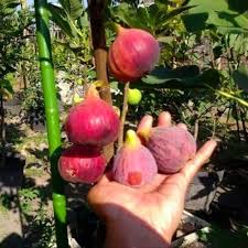 Buah Tin Merah