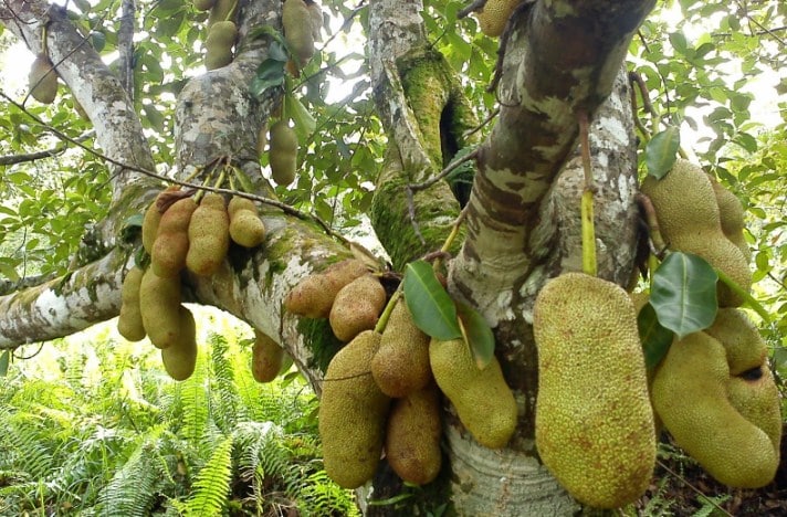 Cempedak