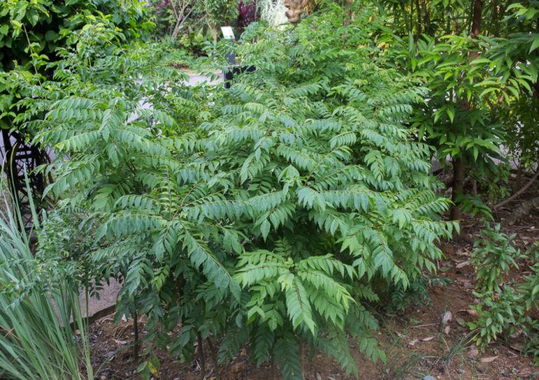 Daun Kari