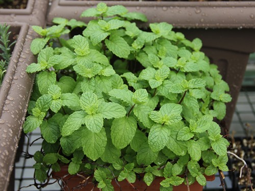 Daun Mint