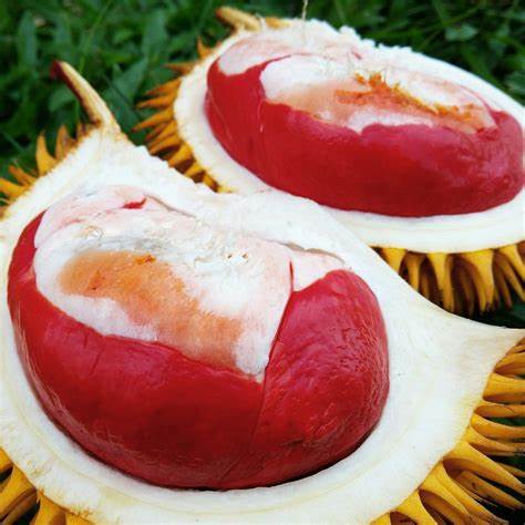 Durian Merah