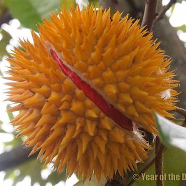 Durian Merah