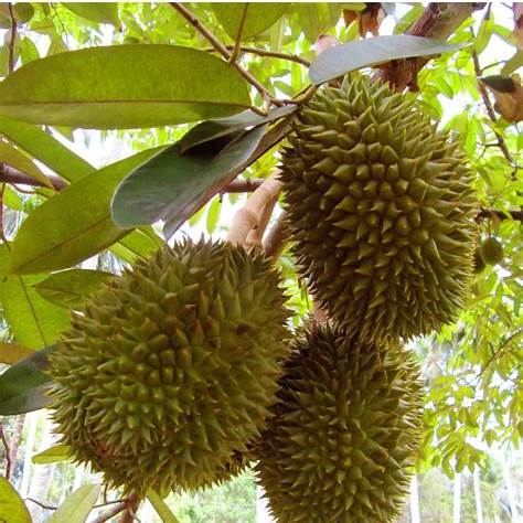 Durian