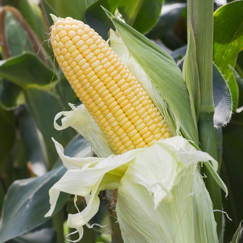 Jagung Hawai